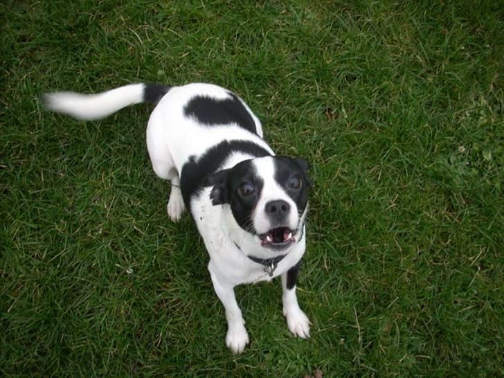 Blanding af racer Theis - Theis er legesyg :) Han fårstår ikke hvorfor jeg tager billeder når jeg burde lege med ham :D billede 8