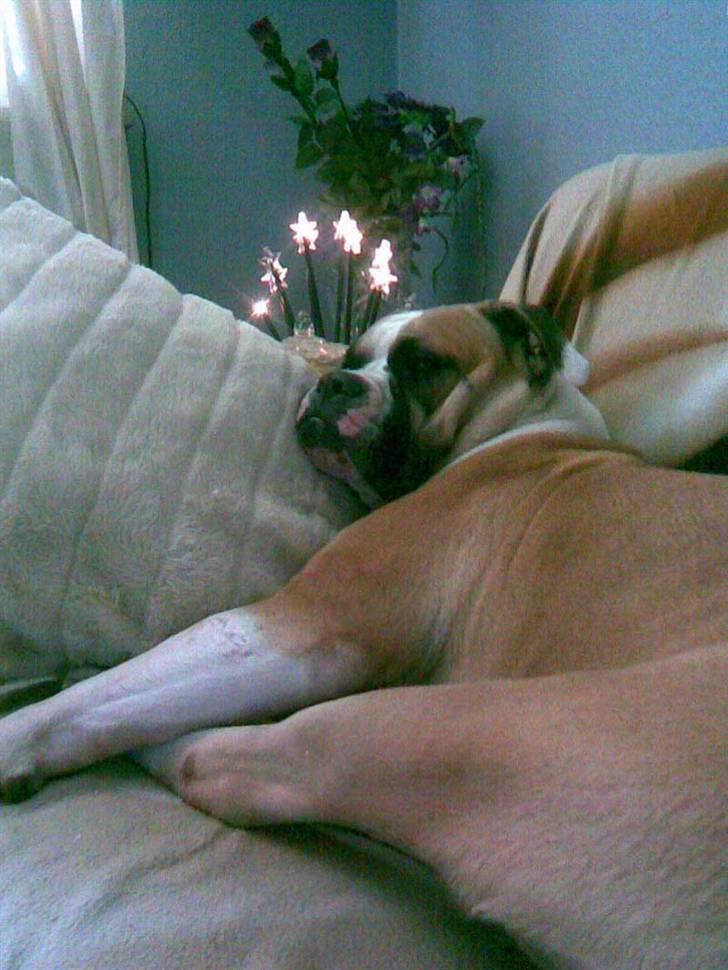 Amerikansk bulldog Gabi - Gabi kan virkelig se doven ud ;) billede 8