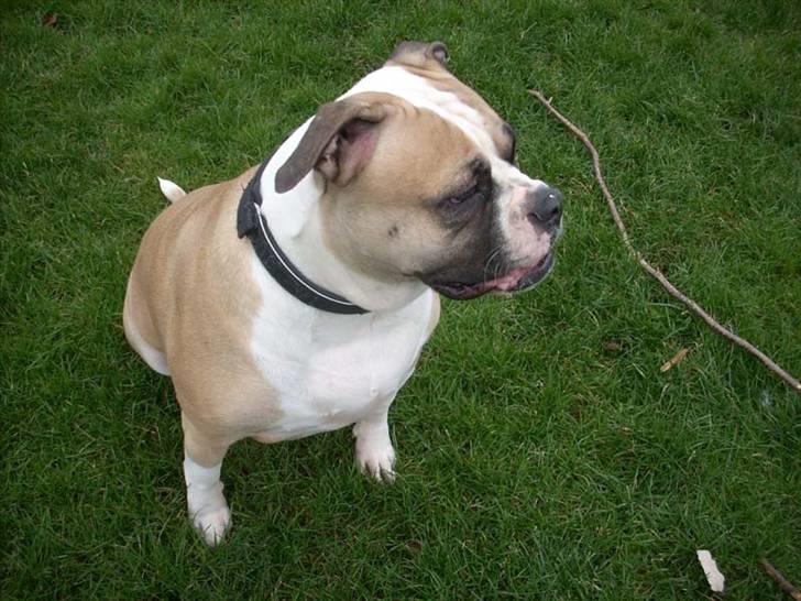 Amerikansk bulldog Gabi - Gabi Har lige leget med pind :D billede 9