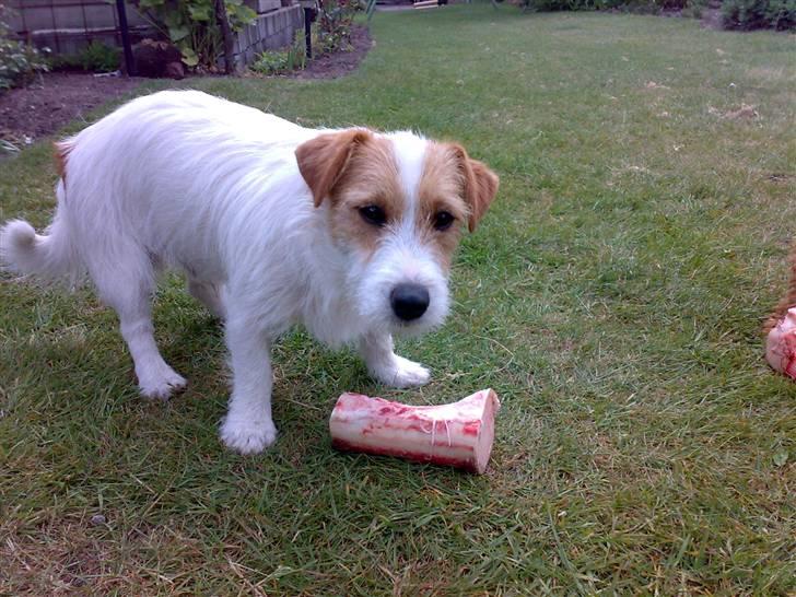 Jack russell terrier Jack billede 7