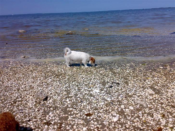 Jack russell terrier Jack billede 8