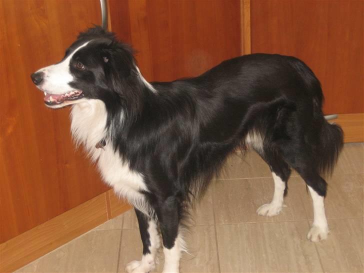 Border collie Rex  billede 2