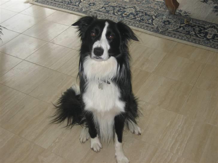 Border collie Rex  billede 3