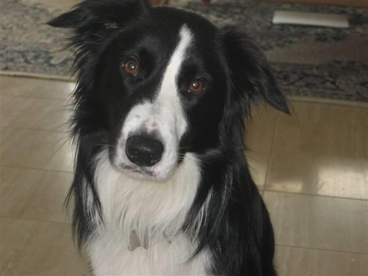 Border collie Rex  billede 4