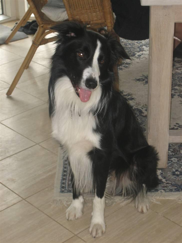 Border collie Rex  billede 5