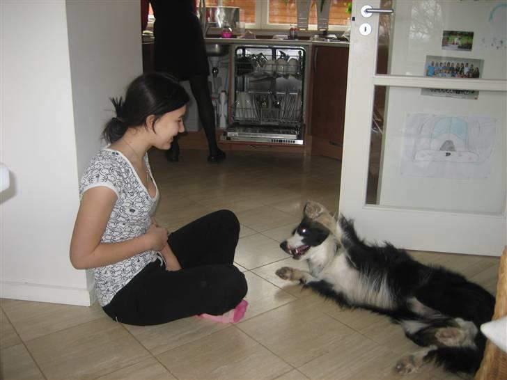 Border collie Rex  billede 6