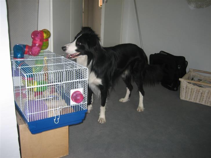 Border collie Rex  - Rex er hyrde hund og elskede derfor at hyrde på vores dværg hamster :p han var så sød  billede 7