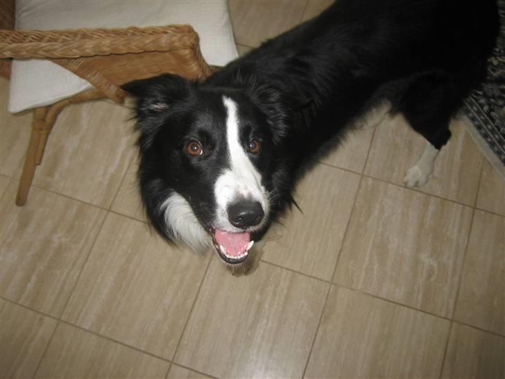 Border collie Rex  billede 8