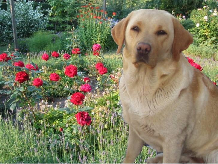 Labrador retriever Tana - Idylisk.. :oP billede 1