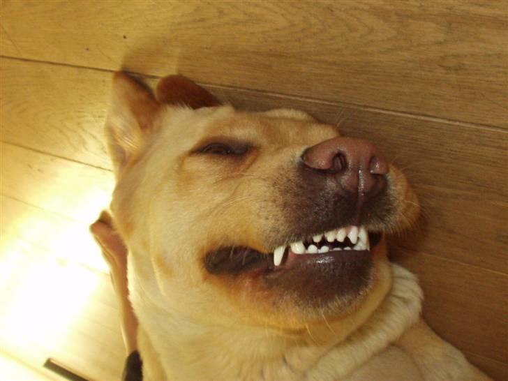 Labrador retriever Tana - Smil til fotografen.. :oD billede 2