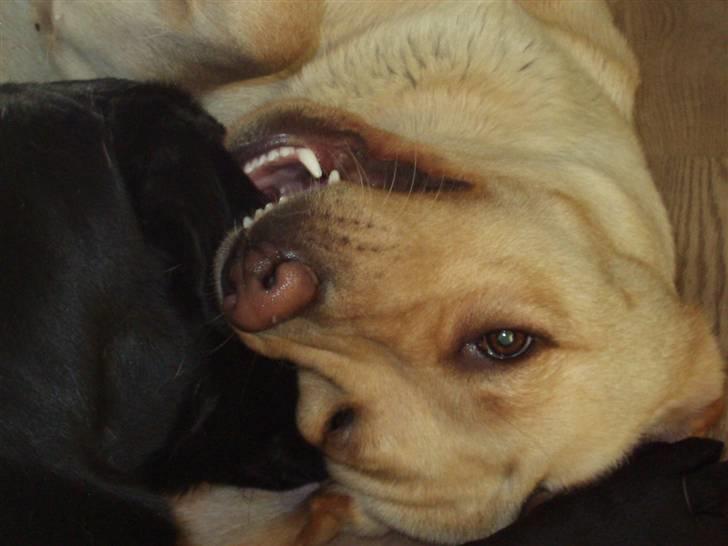 Labrador retriever Tana - Anky og Tana leger.. billede 3