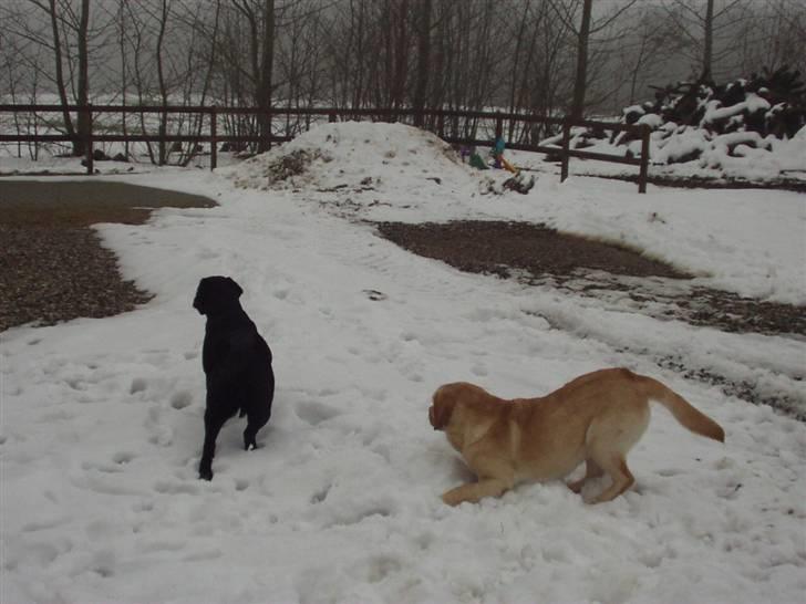 Labrador retriever Tana - Jaaaa, sne! Nu skal vi lege.. billede 4