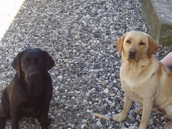 Labrador retriever Tana - Ja, pænt kan de også sidde.. (Anky og Tana.) billede 5