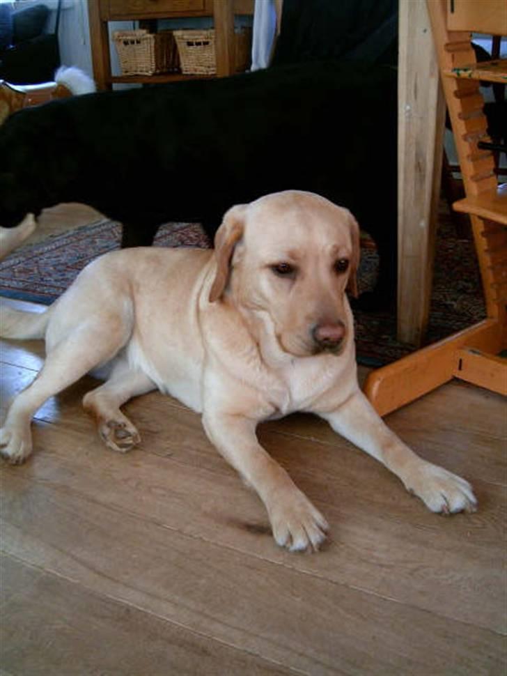 Labrador retriever Tana billede 6