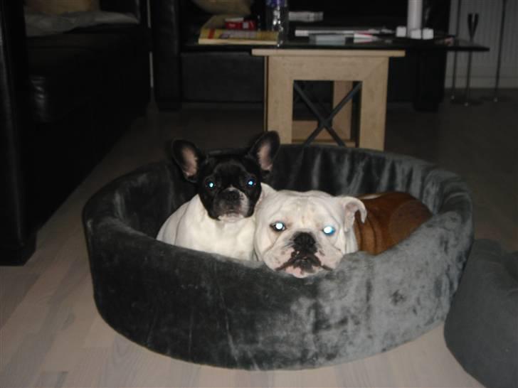 Engelsk bulldog Brisse billede 14