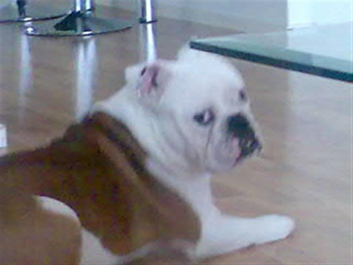 Engelsk bulldog Brisse billede 15