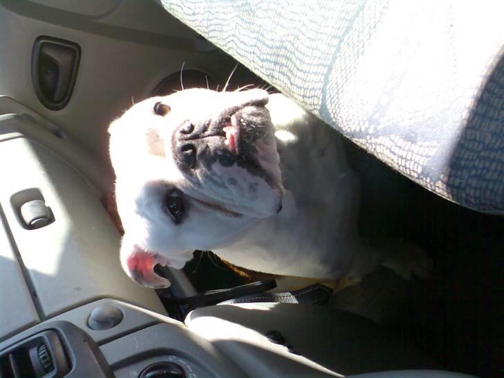 Engelsk bulldog Brisse billede 16