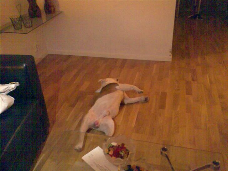 Engelsk bulldog Brisse billede 17