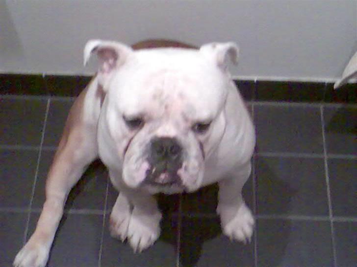 Engelsk bulldog Brisse billede 18