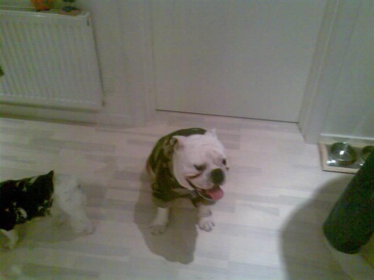 Engelsk bulldog Brisse billede 19