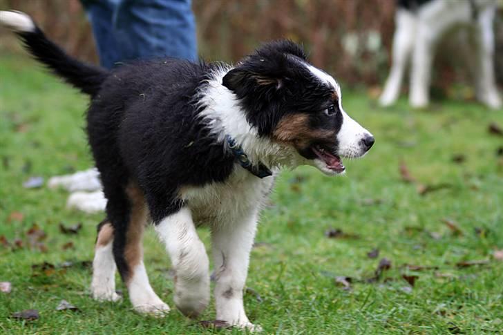 Border collie Mowgli - Foto af Åsa Eriksson billede 9