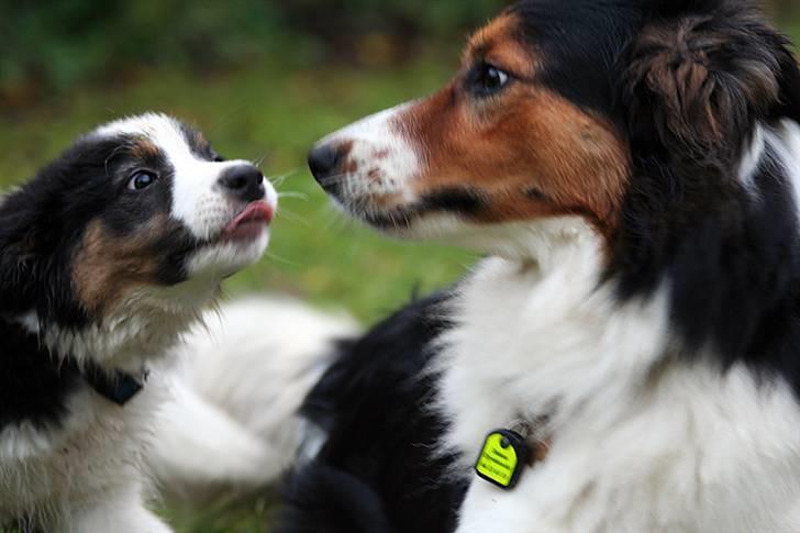 Border collie Mowgli - Foto Åsa Eriksson billede 10