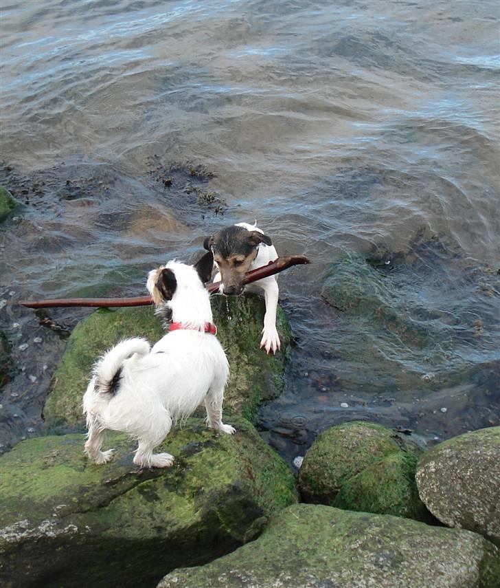 Jack russell terrier Tikka - Kom nu med pinden billede 11
