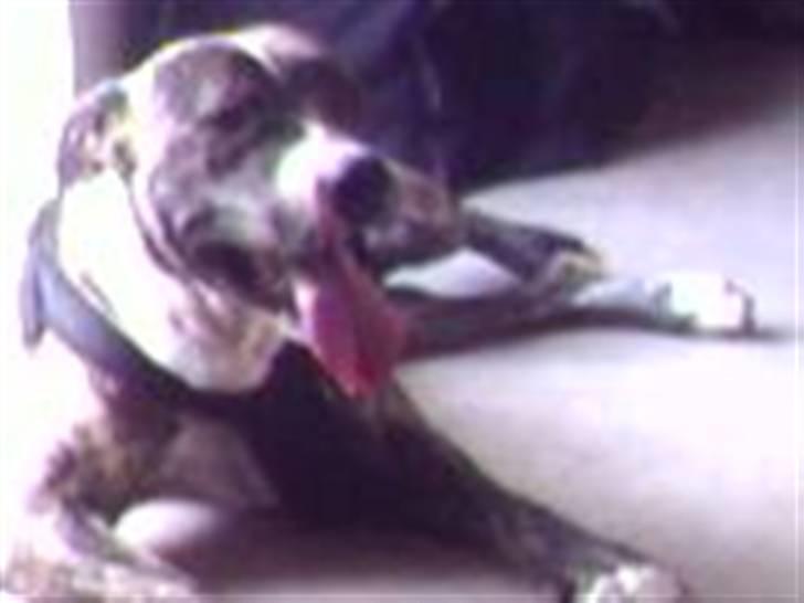 Blanding af racer Hannibal (amstaff) billede 19