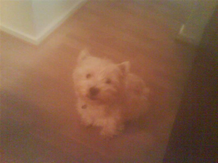West highland white terrier Gucci billede 1