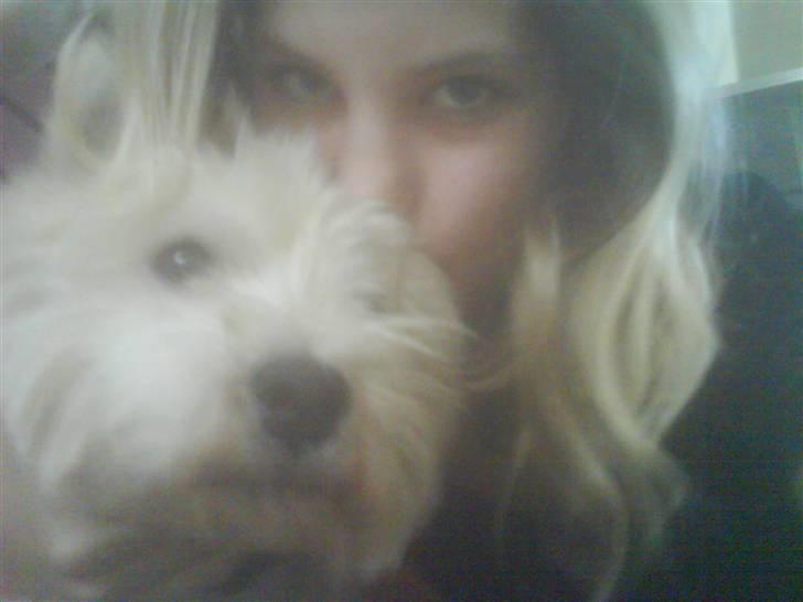 West highland white terrier Gucci billede 2