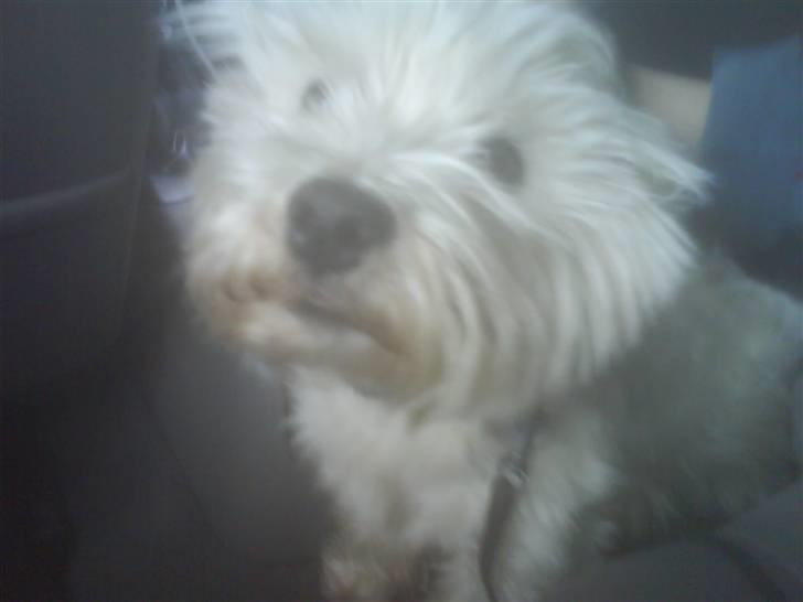 West highland white terrier Gucci billede 3