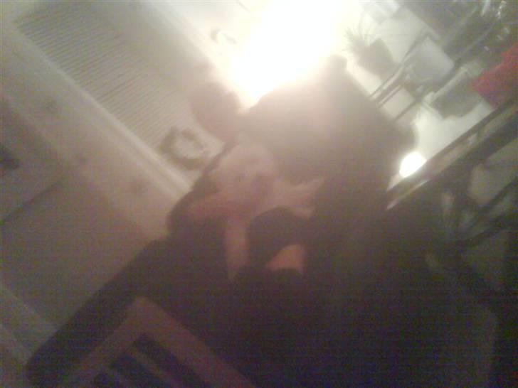 West highland white terrier Gucci billede 4