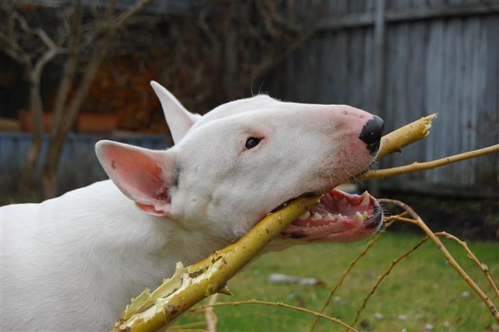 Bullterrier  Malou billede 15