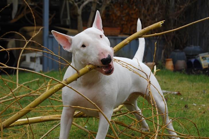Bullterrier  Malou billede 16