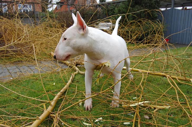 Bullterrier  Malou billede 17