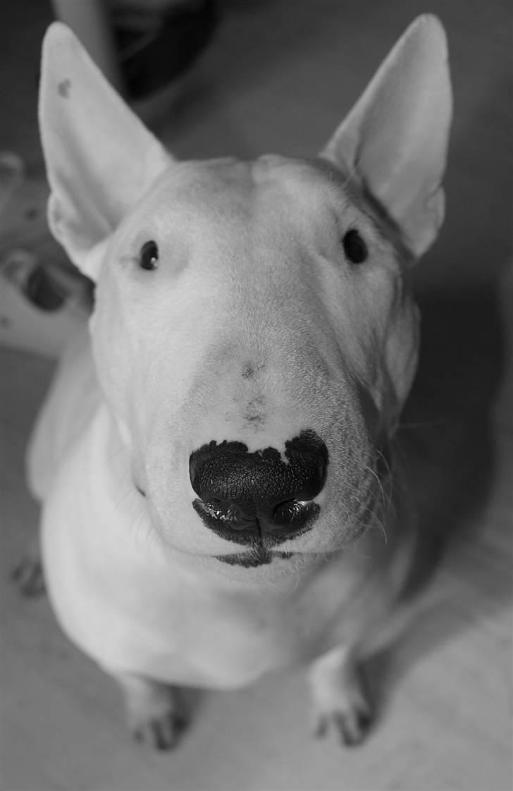 Bullterrier  Malou billede 18