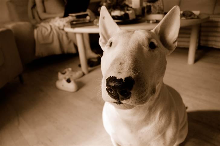 Bullterrier  Malou billede 19