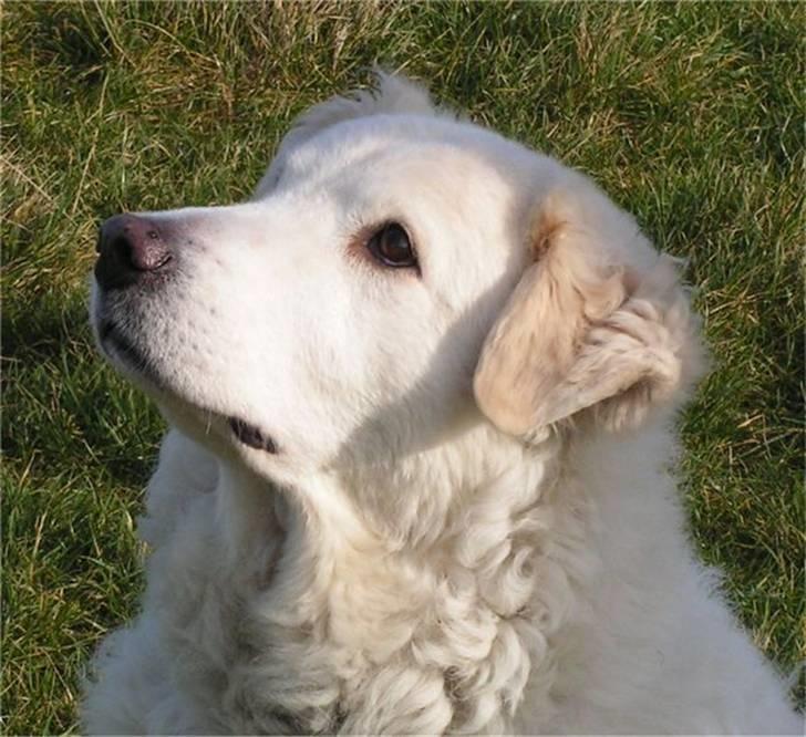 Maremma Chica (død 12/10-2009) billede 1