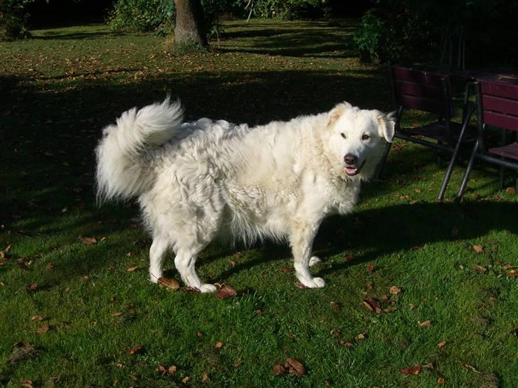 Maremma Chica (død 12/10-2009) billede 2