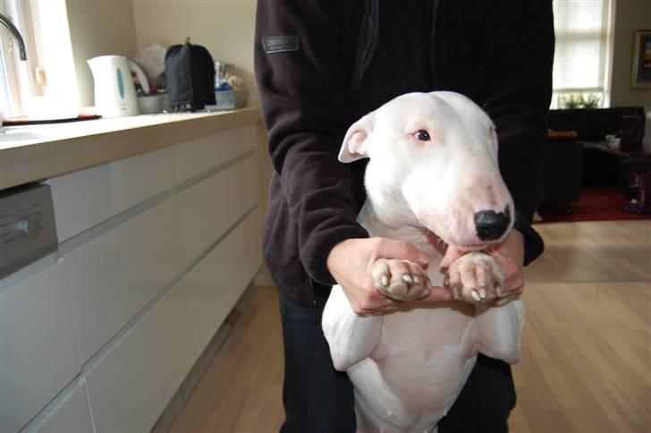 Bullterrier  Malou billede 20