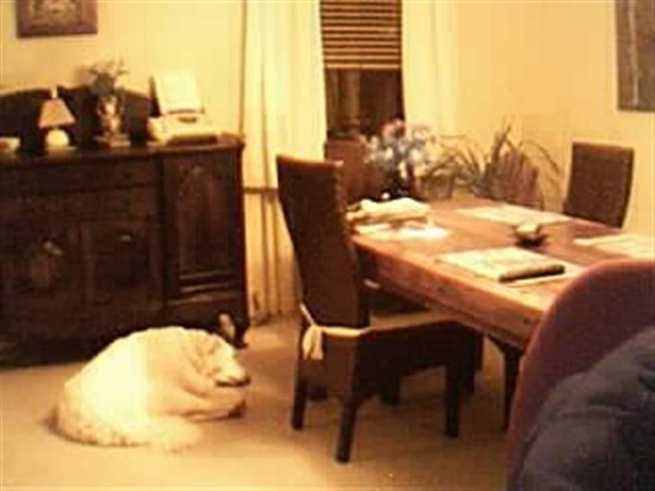 Maremma Chica (død 12/10-2009) billede 4