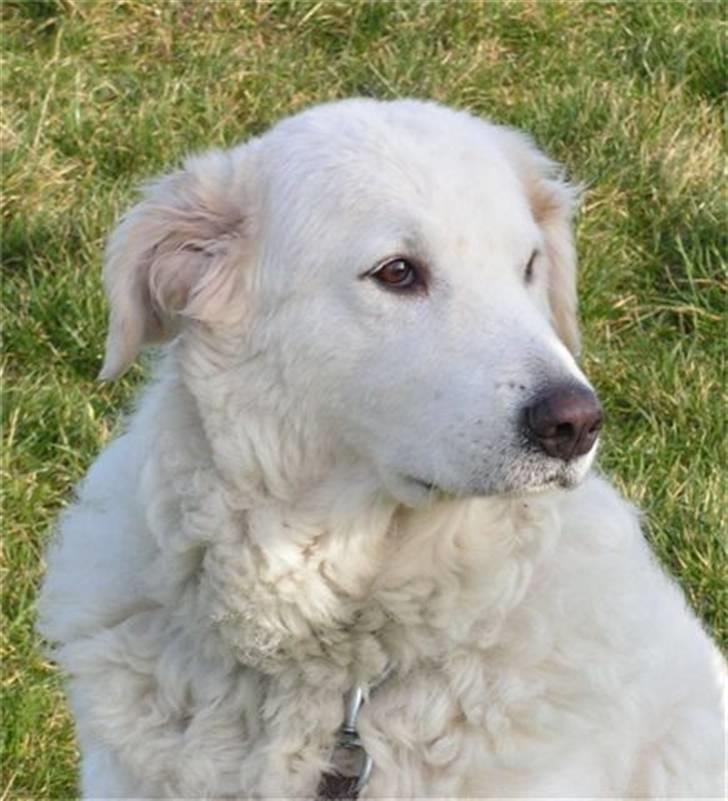 Maremma Chica (død 12/10-2009) billede 5