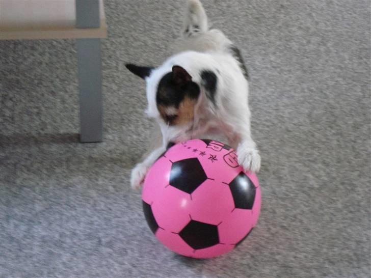 Jack russell terrier Tikka - lækker bold billede 12