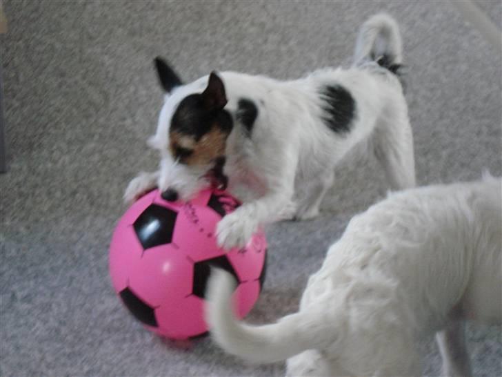 Jack russell terrier Tikka - Mmmmm den er go billede 13
