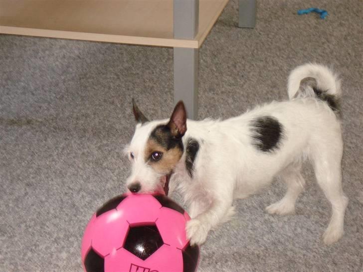 Jack russell terrier Tikka - Juuubiiii billede 14