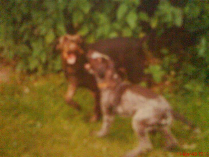 Ruhåret hønsehund mikki *DØD* - mikki og tikka leger billede 20