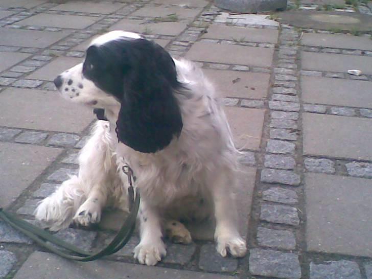 Blanding af racer Panda <'33 billede 16