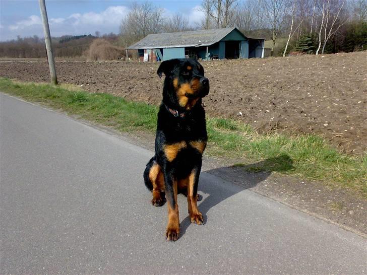 Rottweiler Mozart billede 6
