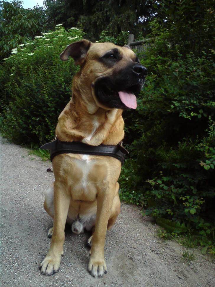 Blanding af racer Tyson - Et billed siger alt... :-) billede 1