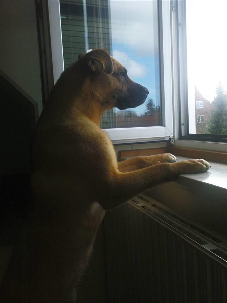 Blanding af racer Tyson - Skal lære at sidde, men er svært når man har kænguru ben..vov billede 2